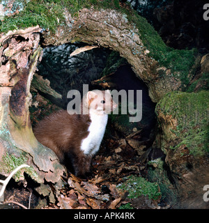 Fouine Steinmarder Faina Faina Martes foina giovani guardando verso il basso gli animali Asia Asien Canoidea Carnivora carnivori Ue Foto Stock