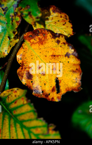 Foglie di autunno colori mutevoli. Foto Stock