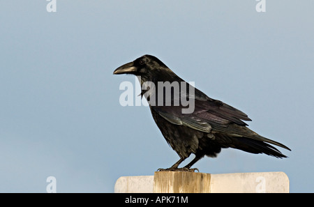 Un corvo nero comune (Corvus corax) arroccato. Foto Stock