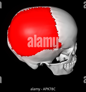 Osso parietale evidenziata in rosso sul cranio umano Foto Stock