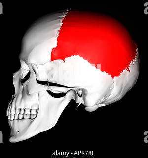Osso parietale evidenziato in rosso Foto Stock