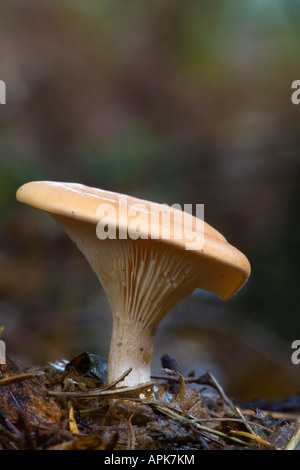 Bruno tappo ad imbuto Clitocybe flaccida Foto Stock