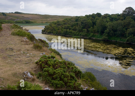 Giglio Bosherton stagni a Bosherton in Pembrokeshire Foto Stock