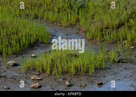 La salicornia o marsh samphire probabilmente Salicornia europaea Foto Stock