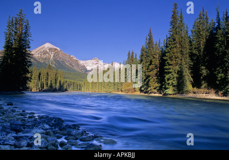 Il Fiume Bow vicino al Lago Louise e il Parco Nazionale di Banff Alberta Canada Foto Stock