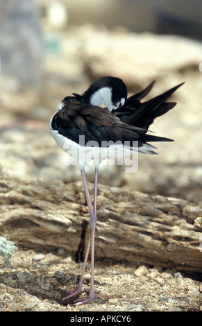 Nero a collo stilt Himantopus himantopus USA - Captive Foto Stock
