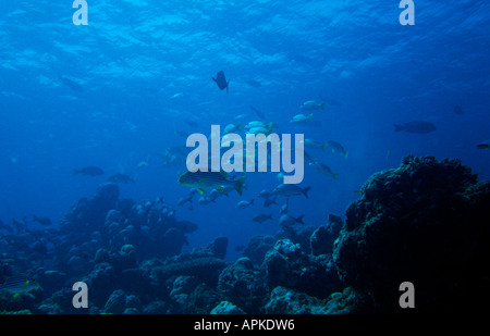 Maldive subacquea sweetlips orientali nella scuola di lutiani Foto Stock