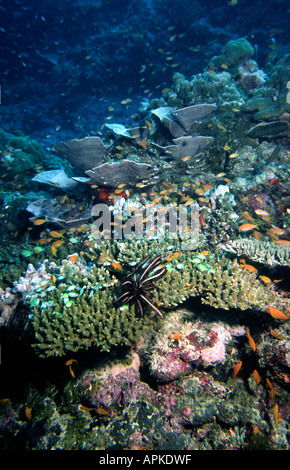 Maldive subacquea pesce vario sulla barriera corallina a 5 metri di profondità Foto Stock