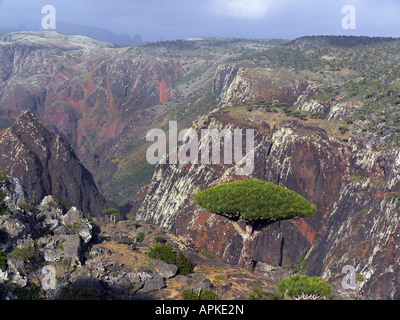 Dragon Tree (Dracaena cinnabari), albero singolo nella parte anteriore del panorama di montagna, Yemen e Socotra Foto Stock