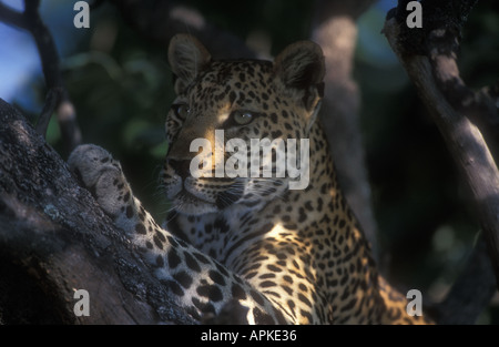 Leopard Panthera pardus nella struttura ad albero Foto Stock