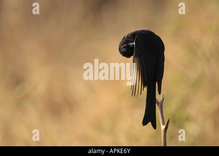 Forcella-tailed Drongo, comune Drongo (Dicrurus adsimilis adsimilis), facendo del piumaggio care, Kenya, Bufalo Springs riserva nazionale, Foto Stock