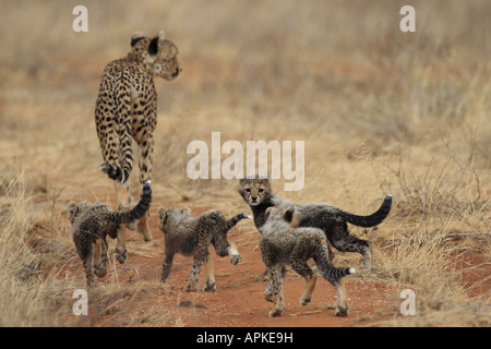 Ghepardo (Acinonyx jubatus), madre con youngs, Kenya, Bufalo Springs Riserva Nazionale Samburu, Isiolo Foto Stock