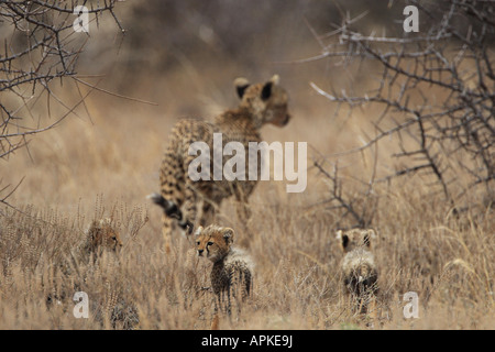 Ghepardo (Acinonyx jubatus), madre con youngs, Kenya, Bufalo Springs Riserva Nazionale Samburu, Isiolo Foto Stock