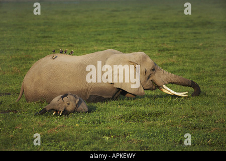 Elefante africano (Loxodonta africana), nella palude, Kenya, Amboseli National Park Foto Stock