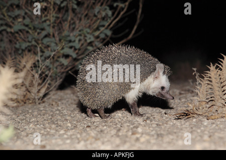 Nord deserto africano Hedgehog (Paraechinus aethiopicus), night shot nella sua biotop Qatar Foto Stock