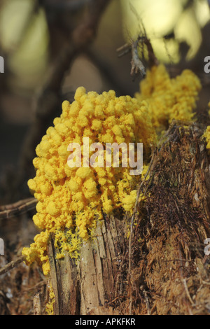 Fuligo (Fuligo septica), sul legno morto, in Germania, in Baviera Foto Stock