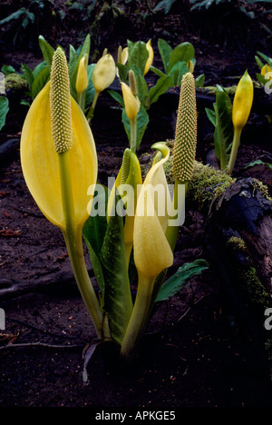 Western Skunk cavolo (Lysichiton americanus) Giallo aka Skunk cavolo e Palude lanterna in fiore in primavera Foto Stock