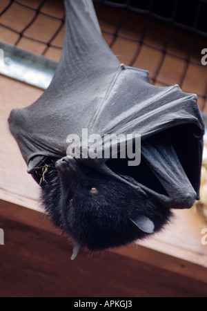 Livingstone di frutta Bat (Pteropus livingstonii) Foto Stock