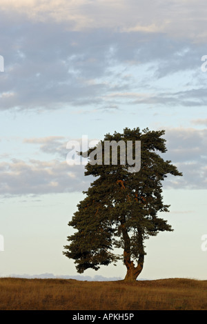 Pino silvestre, pino silvestre (Pinus sylvestris), pino su una collina, in Germania, in Renania settentrionale-Vestfalia, Riserva Naturale Westruper Heide Foto Stock