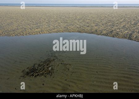 Comune vongola rasoio, strette ribaltarsi vongola, rasoio spada (Ensis ensis), tidal creek a bassa marea witz gusci di rasoio, Paesi Bassi, Am Foto Stock