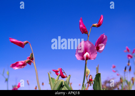 Piselli dolci (Lathyrus odoratus) blooming contro un cielo blu, il Parco Nazionale di Redwood in California, Stati Uniti d'America - nord americano fiori Foto Stock