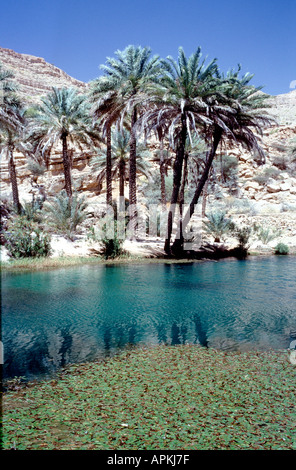 Palme e piscina nel Wadi Bani Khalid In Sharqiya In Oman Foto Stock