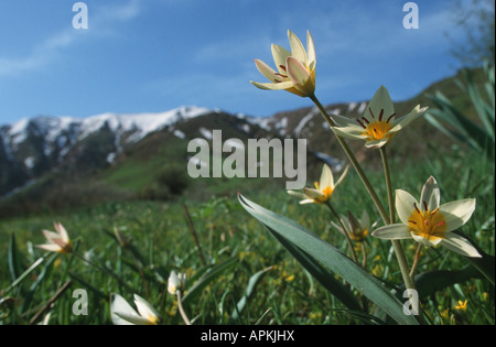 Tulipano selvatico (Tulipa bifloriformis), piante in fiore su un prato di montagna nel Tien Shan, Uzbekistan, Tashkent, Tien Shan Foto Stock