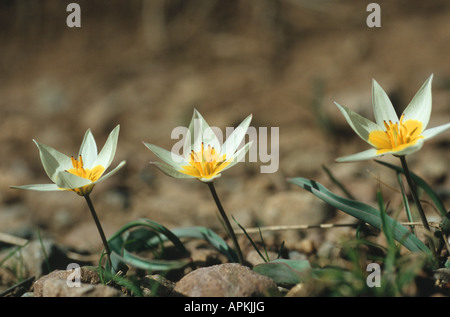 Tulipano selvatico (Tulipa bifloriformis), tre piante in fiore, Uzbekistan, Tashkent, Tien Shan Foto Stock