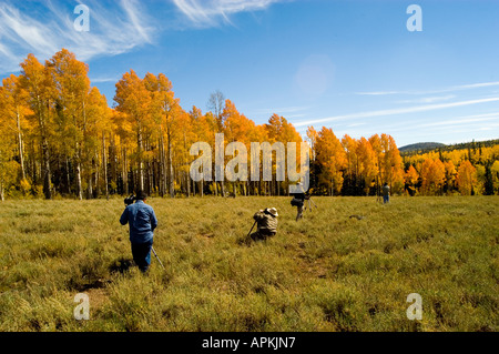 Fotografo e consente di ottenere immagini di Golden Aspen pioppo tremulo foglie degli alberi in autunno corteccia bianco autunno autunno cadono le foglie colore Foto Stock