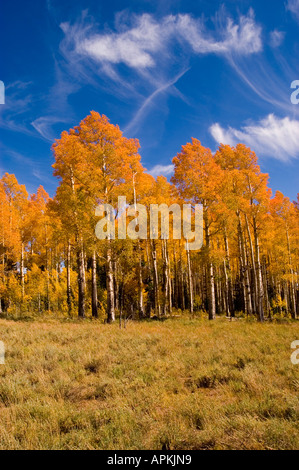 Golden Aspen pioppo tremulo foglie degli alberi in autunno corteccia bianco autunno autunno cadono le foglie colore Foto Stock