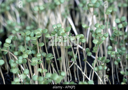 Santoreggia, nepitella (Satureja hortensis), Piantine Foto Stock