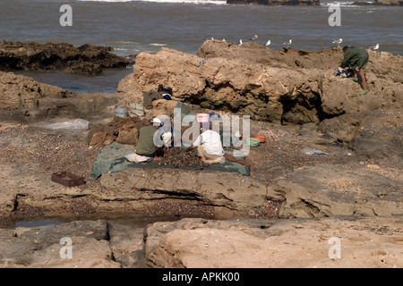 I pescatori di granchio sulle rocce in essaouira lo smistamento delle catture di mattina Foto Stock