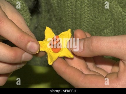 Kids tinker fiori di creta per modellare Foto Stock