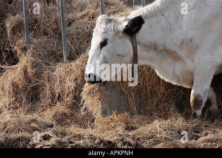 British White Heifer indossando un collare in pelle mangiando fieno da un grande alimentatore rotondo in metallo in campo in inverno nel Sussex occidentale, Inghilterra. Foto Stock