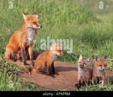 Red Fox (Vulpes vulpes vulpes), con i cuccioli a den, STATI UNITI D'AMERICA, Colorado Foto Stock