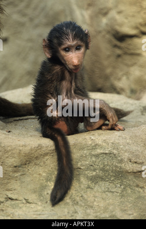 Hamadryas babbuino, sacro babbuino (Papio hamadryas), cucciolo Foto Stock