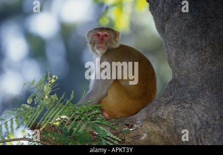 Scimmia rhesus, macacque Rhesus (macaca mulatta), seduti su albero Foto Stock