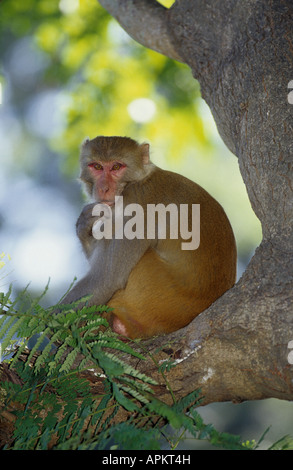 Scimmia rhesus, macacque Rhesus (macaca mulatta), seduti su albero Foto Stock