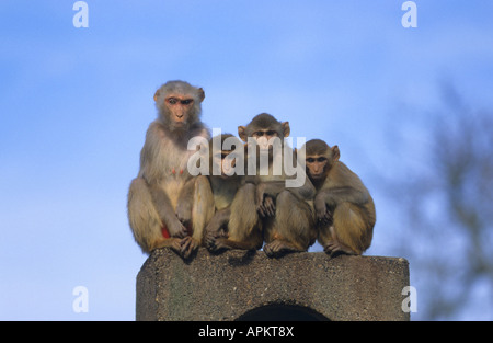 Scimmia rhesus, macacque Rhesus (macaca mulatta), gruppo su pietra, India Foto Stock
