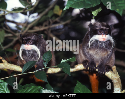 L'imperatore tamarin (Saguinus imperator), due individui sul ramo Foto Stock