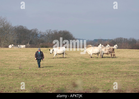 Lady Farmer camminando attraverso campo contenente una piccola mandria di bovini bianchi britannici in inverno. West Sussex, Inghilterra, Regno Unito Foto Stock