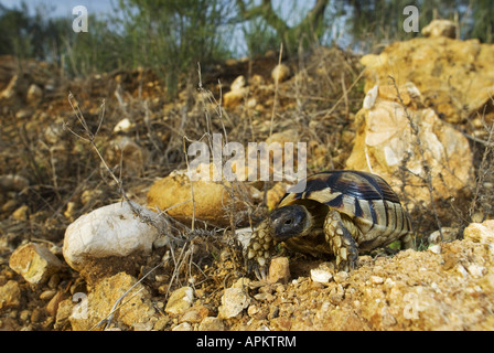 Emarginati, tartaruga Testuggine marginata (Testudo marginata), in Greco maquis, Grecia, Peloponnes, Messinien, Pylos Foto Stock