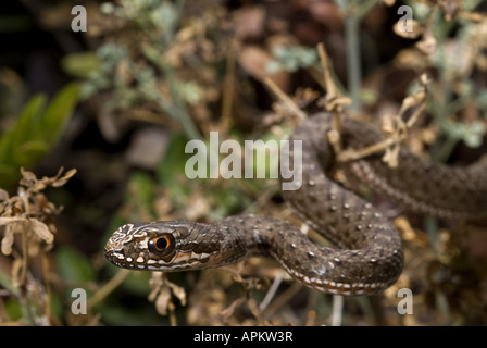 Montpellier snake (Malpolon monspessulanus insignitus), capretti, Grecia, Peloponnes, Messinien, Pylos Foto Stock