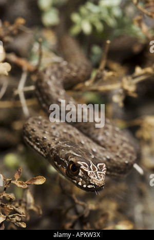 Montpellier snake (Malpolon monspessulanus insignitus), capretti, Grecia, Peloponnes, Messinien, Pylos Foto Stock