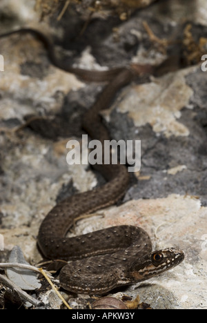 Montpellier snake (Malpolon monspessulanus insignitus), capretti, Grecia, Peloponnes, Messinien, Pylos Foto Stock