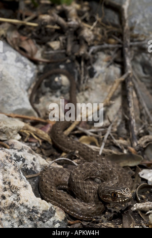 Montpellier snake (Malpolon monspessulanus insignitus), capretti, Grecia, Peloponnes, Messinien, Pylos Foto Stock