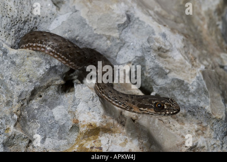 Montpellier snake (Malpolon monspessulanus insignitus), i bambini fra le rocce, Grecia, Peloponnes, Messinien, Pylos Foto Stock