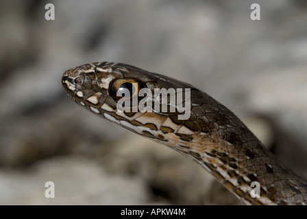 Montpellier snake (Malpolon monspessulanus insignitus), ritratto, Grecia, Peloponnes, Messinien, Pylos Foto Stock