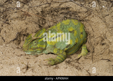 Camaleonte africano (Chamaeleo africanus), nella parte anteriore del nido chiuso, Grecia, Peloponnes Foto Stock