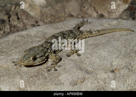 Parete comune geco, Moorish gecko (Tarentola mauritanica), con coda rigenerata, Grecia, Peloponnes, Patrasso Foto Stock